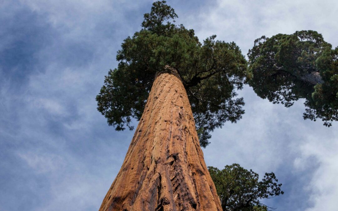 Sequoia entre los fondos sostenibles españoles más rentables